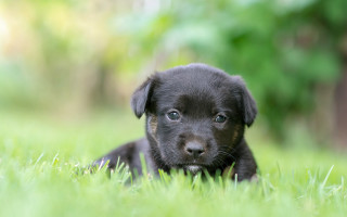 Black puppy grass sad cute - his face free wallpaper