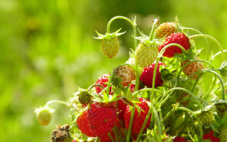 Strawberries field grass weeds sunlight - the sun light free wallpaper