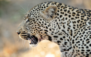 Leopard open mouth brown grass - tooth wide free wallpaper