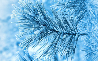 Pine ice snow flakes winter - a close up of a pine tree branch free wallpaper
