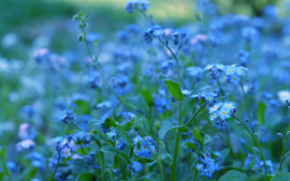 Blue flower field bokeh macro 2 - blue flower free wallpaper