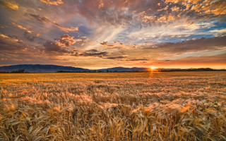 Wheat field sunset mountains dusk - the distance behind free wallpaper