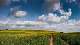 Dirt road green field cloudy 5 - ultra wide angle free wallpaper