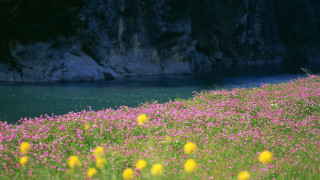 Flower field water cliff sky - andreas gursky free wallpaper