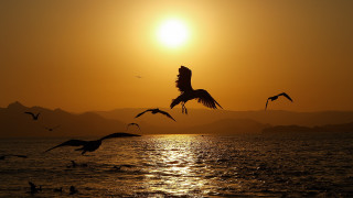 Flock birds flying over water - over the water free wallpaper