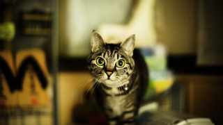 Cat table blurry background bokeh - daphne allen free wallpaper