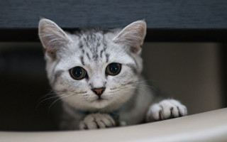 White cat blurry background depthofield - optical illusion free wallpaper