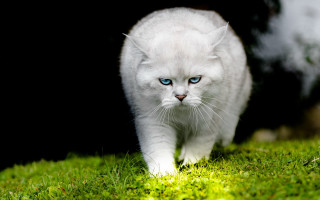 White cat blue eyes gothic - angry free wallpaper for desktop