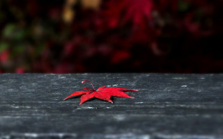 Red leaf wooden surface bokeh - a red leaf free wallpaper for desktop