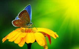 Butterfly yellow flower green background 2 - a yellow flower free wallpaper