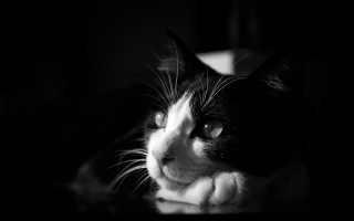 Black white cat sad look - chiaroscuro free wallpaper