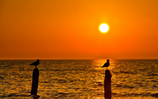 Birds post ocean sunset moon - sunset time free wallpaper