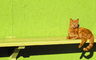Cat bench green wall shadow - fauvism free wallpaper
