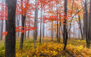 Fall leaves foggy forest autumn - mist free wallpaper