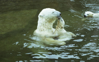 Polar bear cub swimming stick - the water together free wallpaper