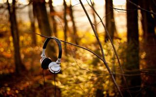 Headphones hanging tree forest autumn - leaf and trees free wallpaper