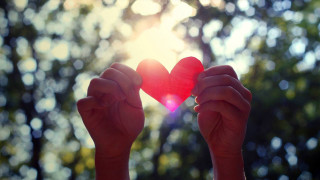 Person holding heart shaped object - a forest background free wallpaper