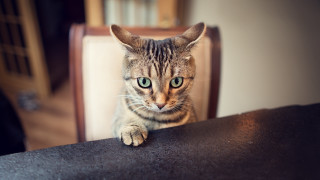 Cat sitting chair paw edge - sharp claw free wallpaper