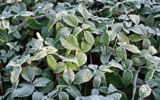 Frosted leaves green sides red - a bush free wallpaper for desktop