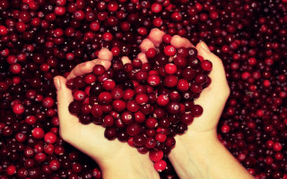 Person holding cranberries hands folk 2 - claire hummel free wallpaper