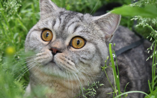 Black cat flowers grass outdoors - expressionism free wallpaper