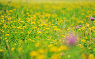 Flower field bush tree garden - flower and grass free wallpaper