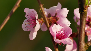 Flower butterfly pink white macro - a few pink flower free wallpaper