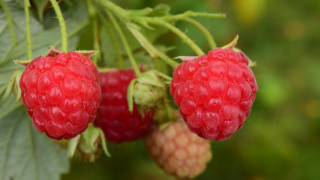 Three raspberries branch leaves bokeh - leaf and berries free wallpaper