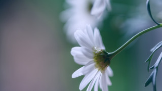 White flower closeup green petal - dennis flanders free wallpaper