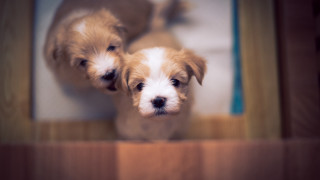 Puppies doorway shiba inu bokeh - two puppy free wallpaper