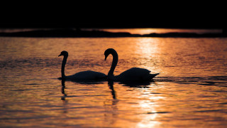 Swans sunset water reflection beach - evening free wallpaper
