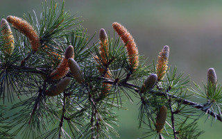 Pine cones branch bokeh nature - a pine tree free wallpaper
