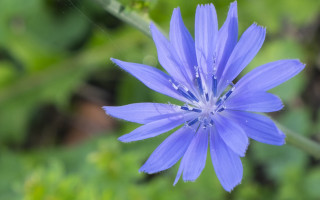 Blue flower bokeh garden macro 2 - a green background in the background free wallpaper