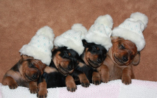 Puppies hats blanket floor cozy - hat free wallpaper
