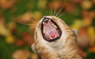 Cat open mouth sharp claws 3 - mouth wide free wallpaper