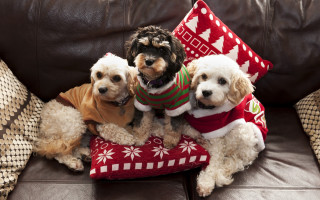 Three dogs sweaters couch pillows - sweater free wallpaper