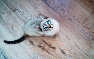 Curious cat blue eyes wooden - curious free wallpaper