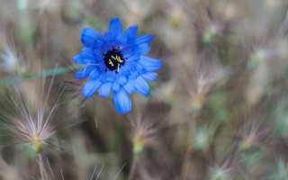 Blue flower yellow center macro 9 - a blue flower free wallpaper