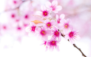 Pink flower tree branch blurry - a pink flower free wallpaper for desktop
