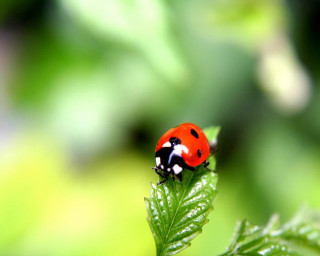 Ladybug green leaf water drops 6 - a lady bug free wallpaper