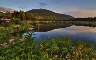 Lake forest mountain flowers sunset - free summer wallpaper