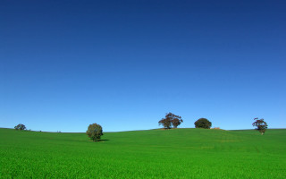 Green field trees blue sky 5 - widescreen free wallpaper