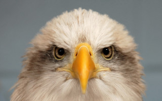 Bald eagle closeup angry realistic - angry free wallpaper