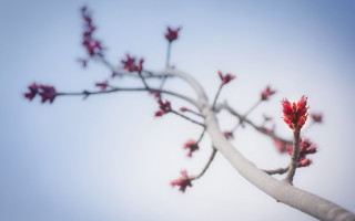 Red flowers branch blue sky - thin free wallpaper for desktop