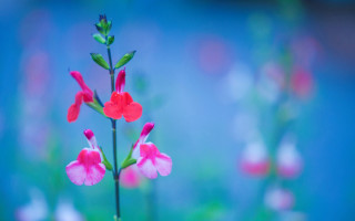 Pink flower green stem blue - color scheme free wallpaper