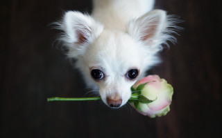 Small white dog flower sad - a sad look free wallpaper