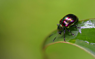 Beetle green leaf water drops - drop of water free wallpaper