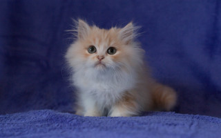 Kitten blue blanket sad eyes - a blue blanket free wallpaper