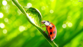 Ladybug green leaf dewdrops green - adam szentpétery free wallpaper