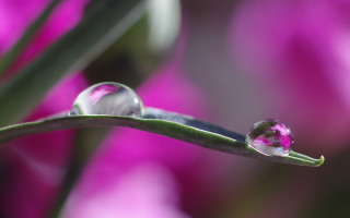 Water drop plant stem pink - a plant stem free wallpaper